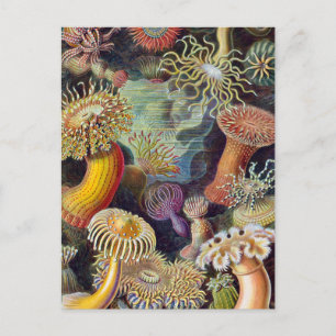 Havets anemonart vykort