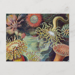 Havets anemonart vykort