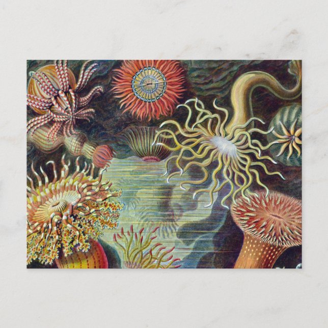 Havets anemonart vykort (Framsida)