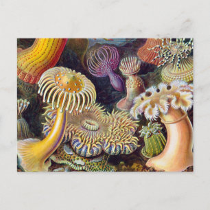 Havets anemonart vykort