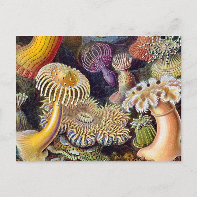 Havets anemonart vykort (Framsida)