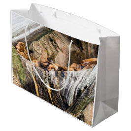 Havets Lejon på Sten