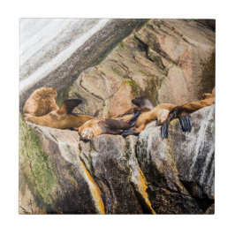 Havets Lejon på Sten Kakelplatta