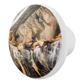 Havets Lejon på Sten Knopp