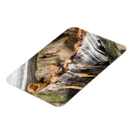 Havets Lejon på Sten Magnet