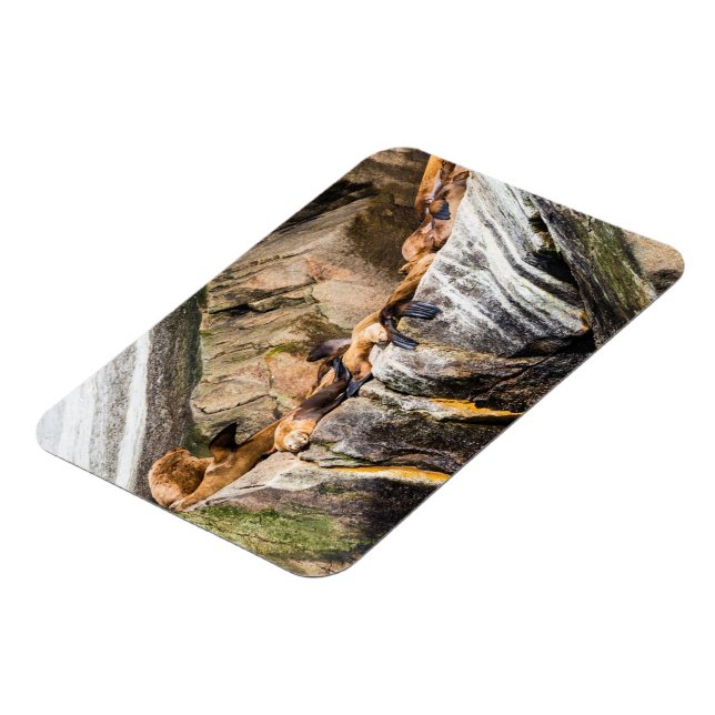 Havets Lejon på Sten Magnet (Vänstra Sidan)