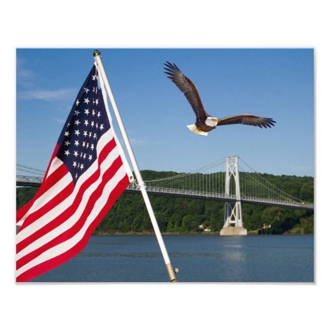 Havörn (amerikansk stolthet) fototryck (Framsidan)