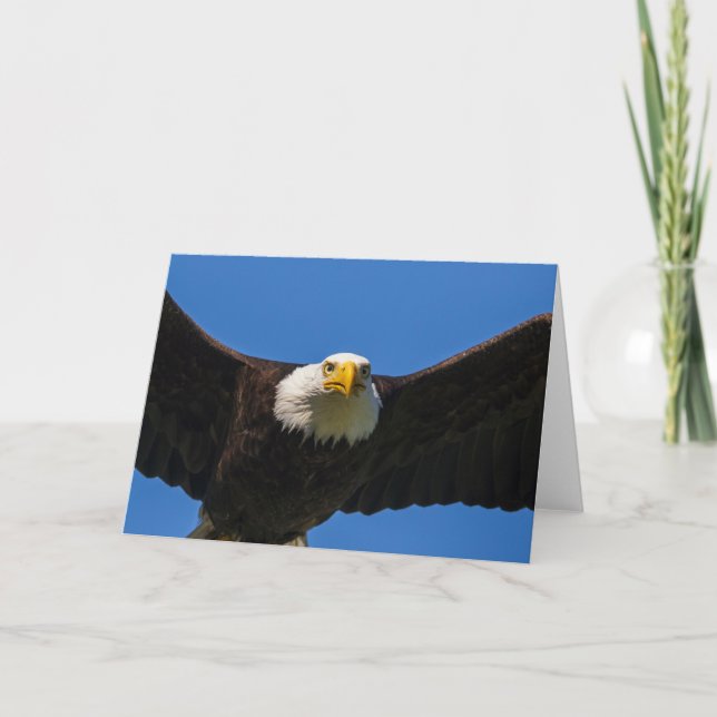 Havörn flyger nära förbi kort (Framsida)