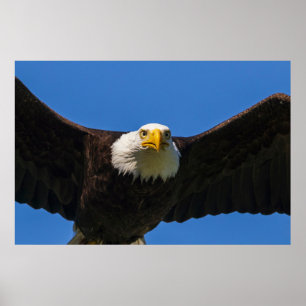 Havörn flyger nära förbi poster