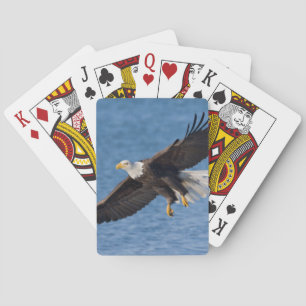 Havörn i flykt casinokort
