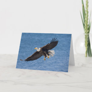 Havörn i flykt kort