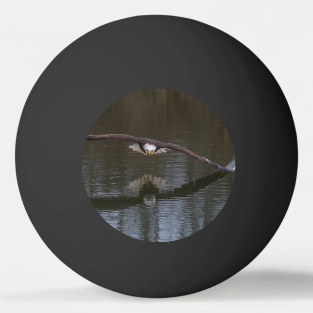 Havörn i flykt pingisboll (Framsidan)