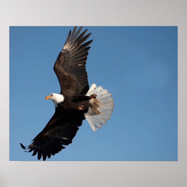 Havörn i flykt poster (Framsidan)