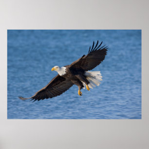 Havörn i flykt poster