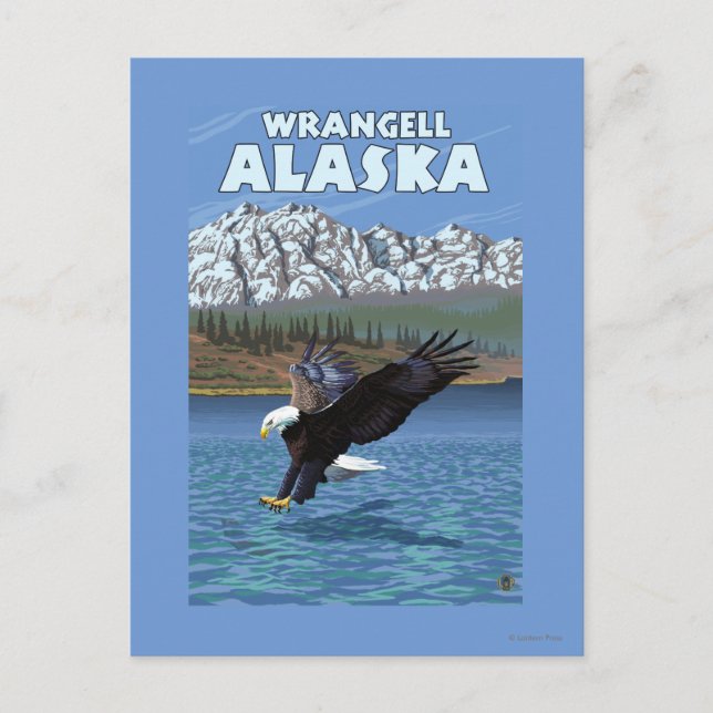 Havörn som dyker - Wrangell, Alaska Vykort (Framsida)