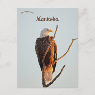 Havörn som ser soluppgången i Manitoba  Vykort