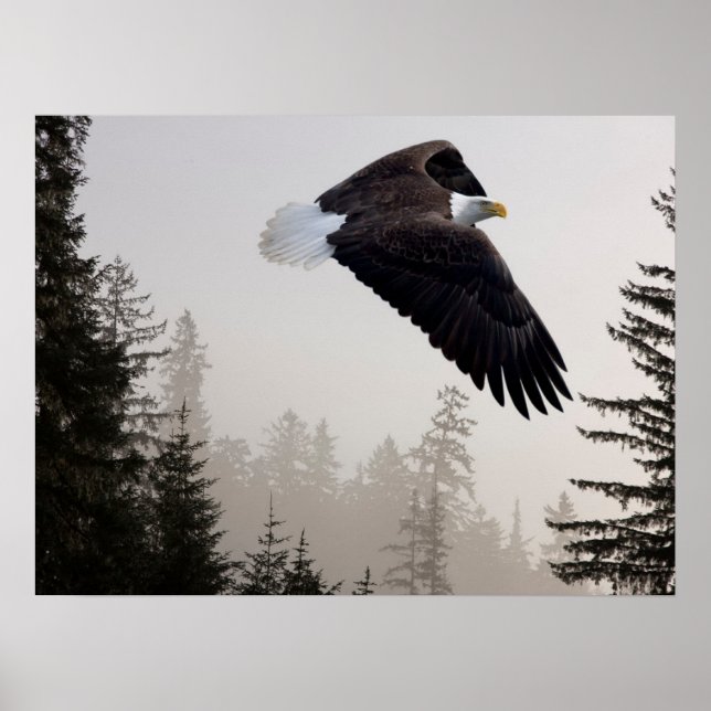 Havörn som svävar genom dimma poster (Framsidan)