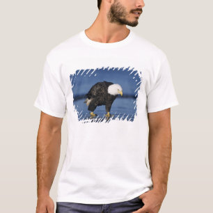 Havörn Tee