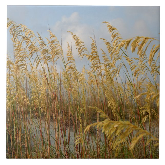 Havre på strandsanddyner kakelplatta (Framsidan)