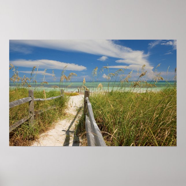 Havre (Uniola paniculata) som växer på stranden. Poster (Framsidan)