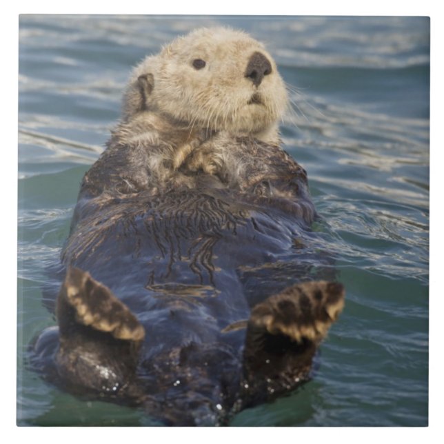 Havsabborrar spelar på isberger vid överraskningsi kakelplatta (Framsidan)