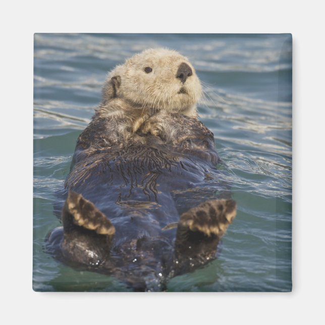 Havsabborrar spelar på isberger vid överraskningsi magnet (Framsidan)