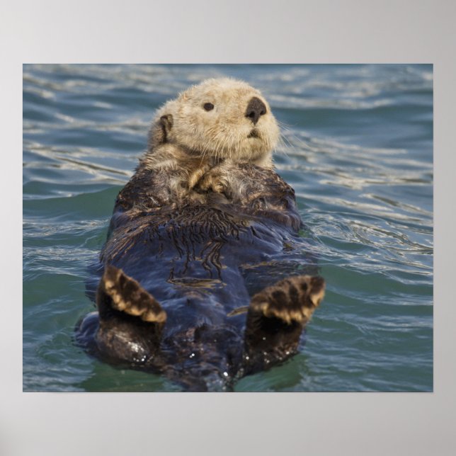 Havsabborrar spelar på isberger vid överraskningsi poster (Framsidan)