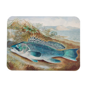 Havsabborre av S.A. Kilbourne, Antik fisk Magnet