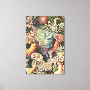 Havsanemoner, Actiniae Seeanemonen Ernst Haeckel Canvastryck