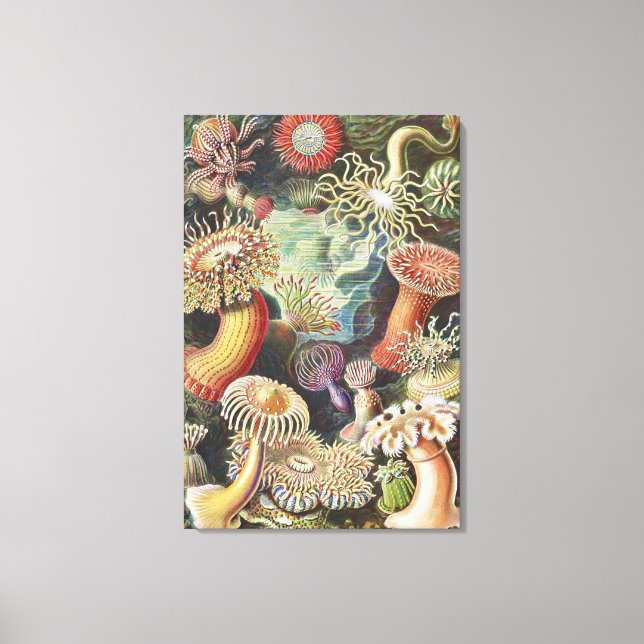 Havsanemoner, Actiniae Seeanemonen Ernst Haeckel Canvastryck (Framsida)