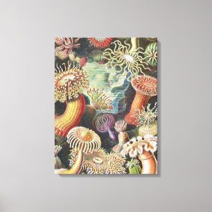 Havsanemoner, Actiniae Seeanemonen Ernst Haeckel Canvastryck