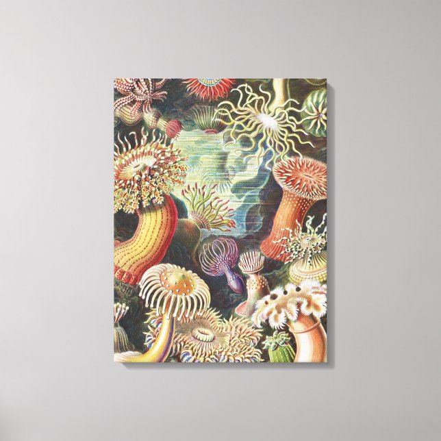 Havsanemoner, Actiniae Seeanemonen Ernst Haeckel Canvastryck (Framsida)