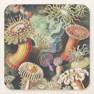 Havsanemoner, Actiniae Seeanemonen Ernst Haeckel Underlägg Papper Kvadrat