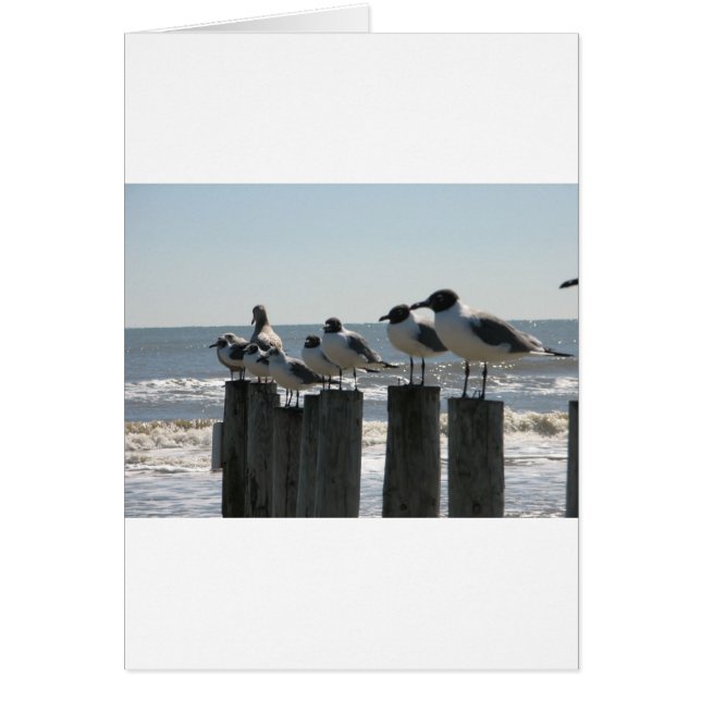 HAVSBIRDS HÄLSNINGSKORT (Framsidan)