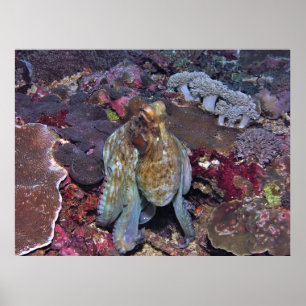 Havsbläckfisk Poster
