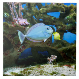 Havsblåttfisk Kakelplatta