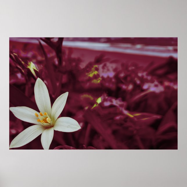 Havsblomma landskaps konst poster (Framsidan)