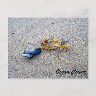 Havsblomma Vykort