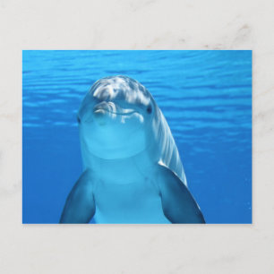 Havsdelfinvykort Vykort
