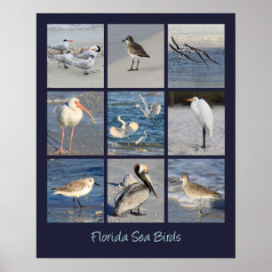 Havsfåglar av Florida foto Poster