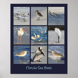 Havsfåglar i Florida Photos Poster