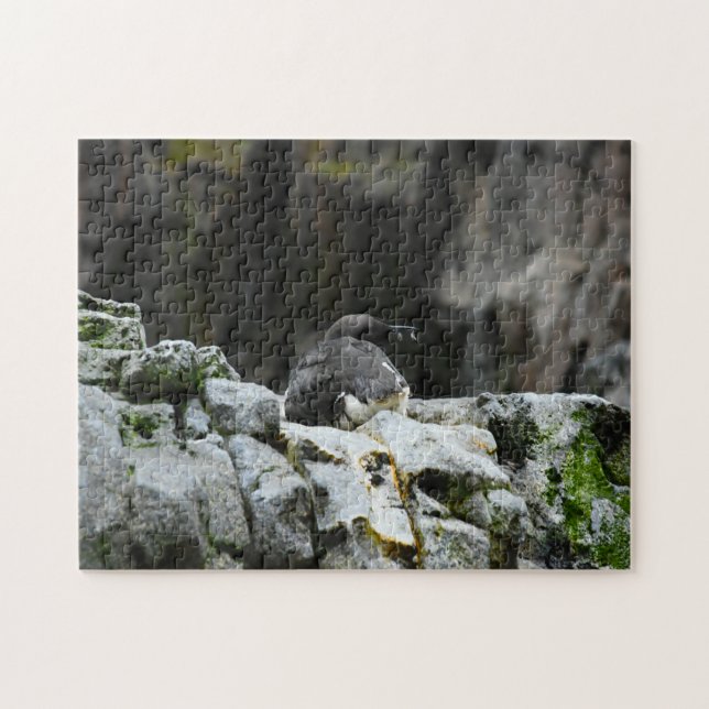 Havsfåglar. Pussel (Horisontell)