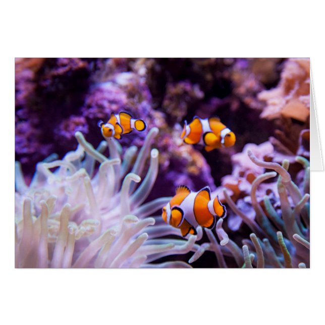 Havsfisk | Amphiprion Ocellaris Hälsningskort (Framsidan Horizontal)