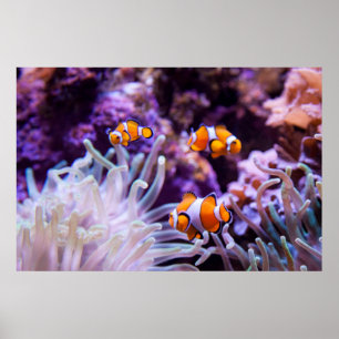 Havsfisk Amphiprion Ocellaris Poster