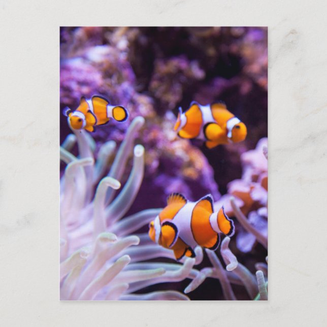 Havsfisk | Amphiprion Ocellaris Vykort (Framsida)