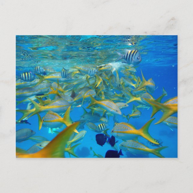 Havsfisk Vykort (Framsida)