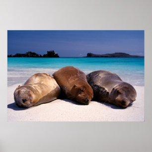 Havsfiske i Lejon vid stranden   Ecuador Poster