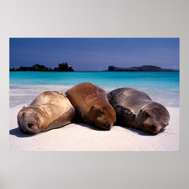 Havsfiske i Lejon vid stranden | Ecuador Poster (Framsidan)