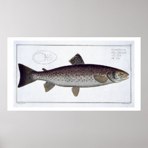 Havsforellen (salmoen Trutta) pläterar XXI från Poster