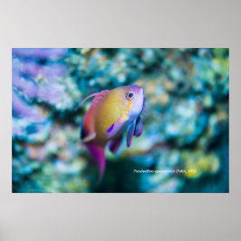 Havsgoldie, färglös söt fisk poster